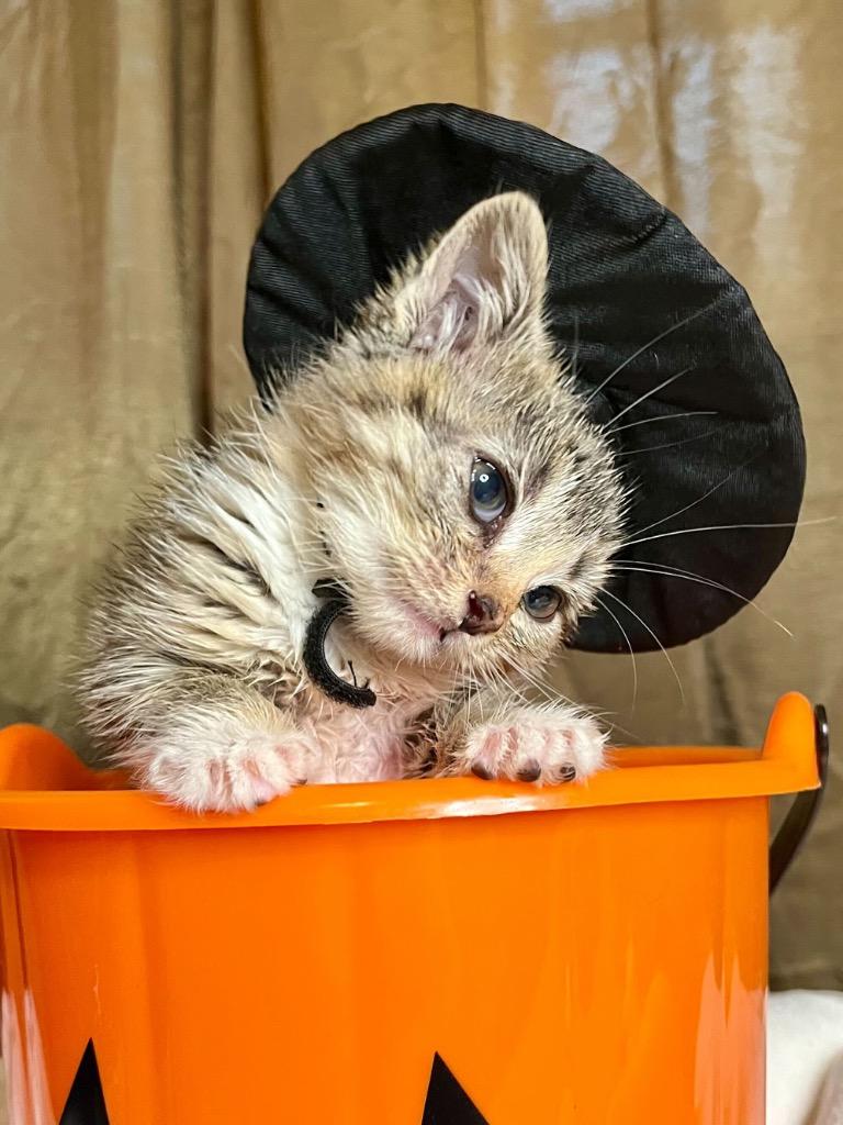 Enlarge Squash, a Adoptable mixed breed in Tulsa, OK image 1/5