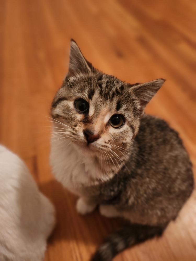 Enlarge Squash, a Adoptable mixed breed in Tulsa, OK image 2/5