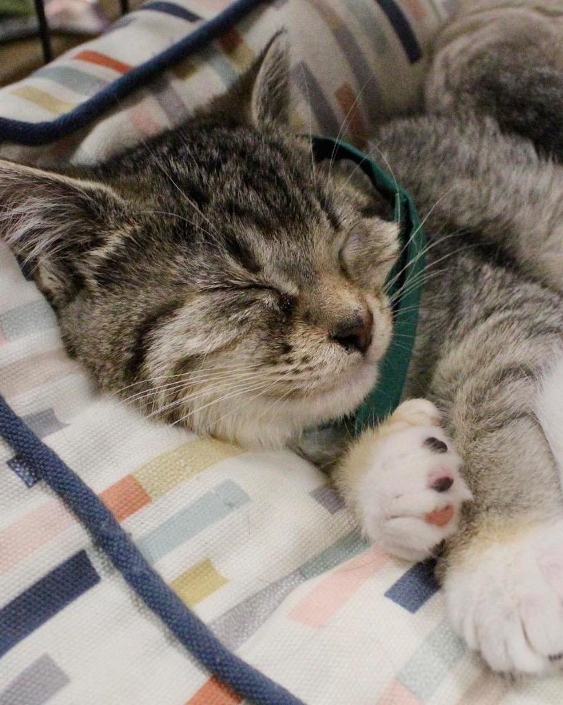 Enlarge Squash, a Adoptable mixed breed in Tulsa, OK image 3/5