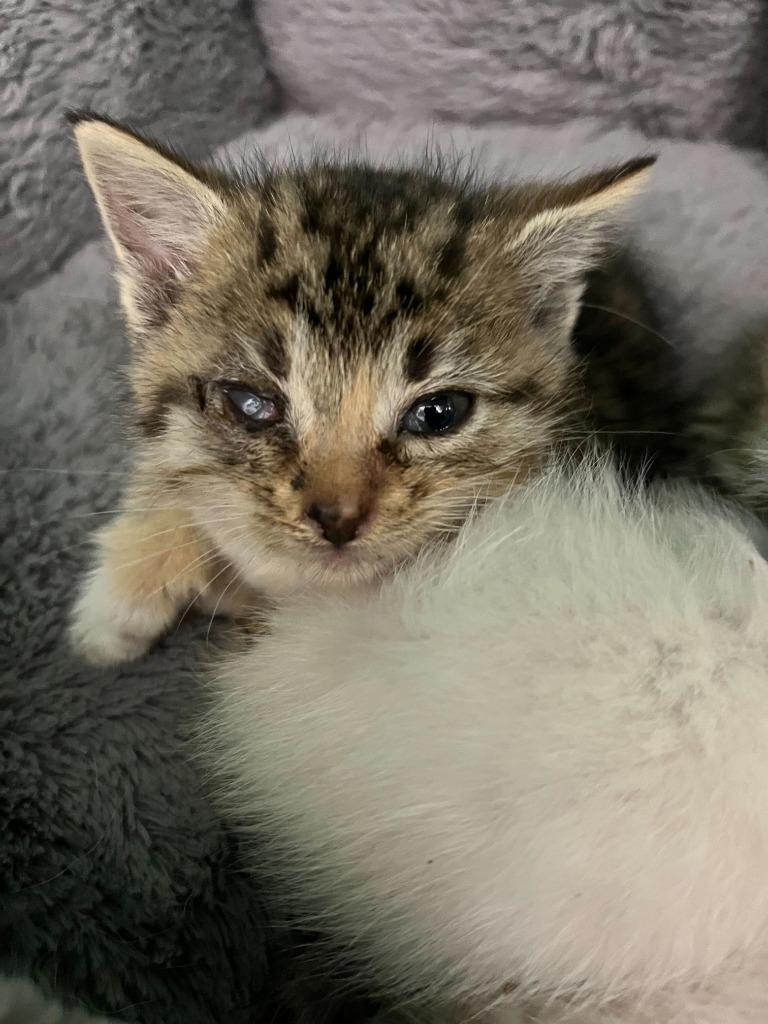 Enlarge Squash, a Adoptable mixed breed in Tulsa, OK image 5/5