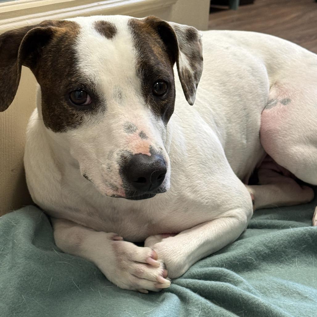 Daisy Mae thumbnail 3