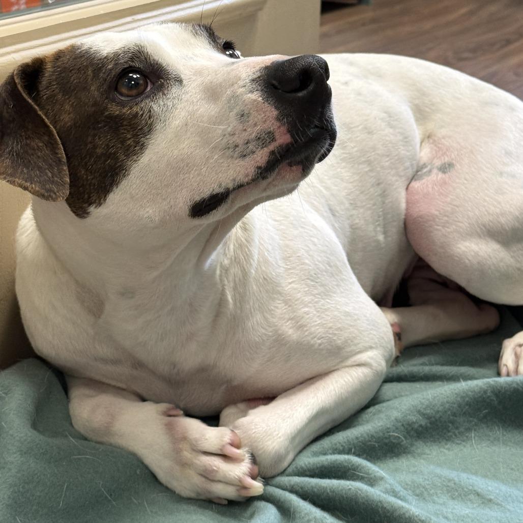 Daisy Mae thumbnail 4