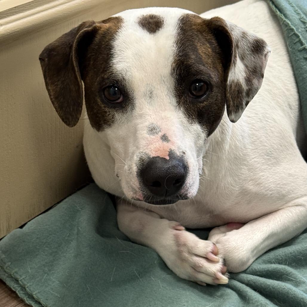 Daisy Mae thumbnail 5