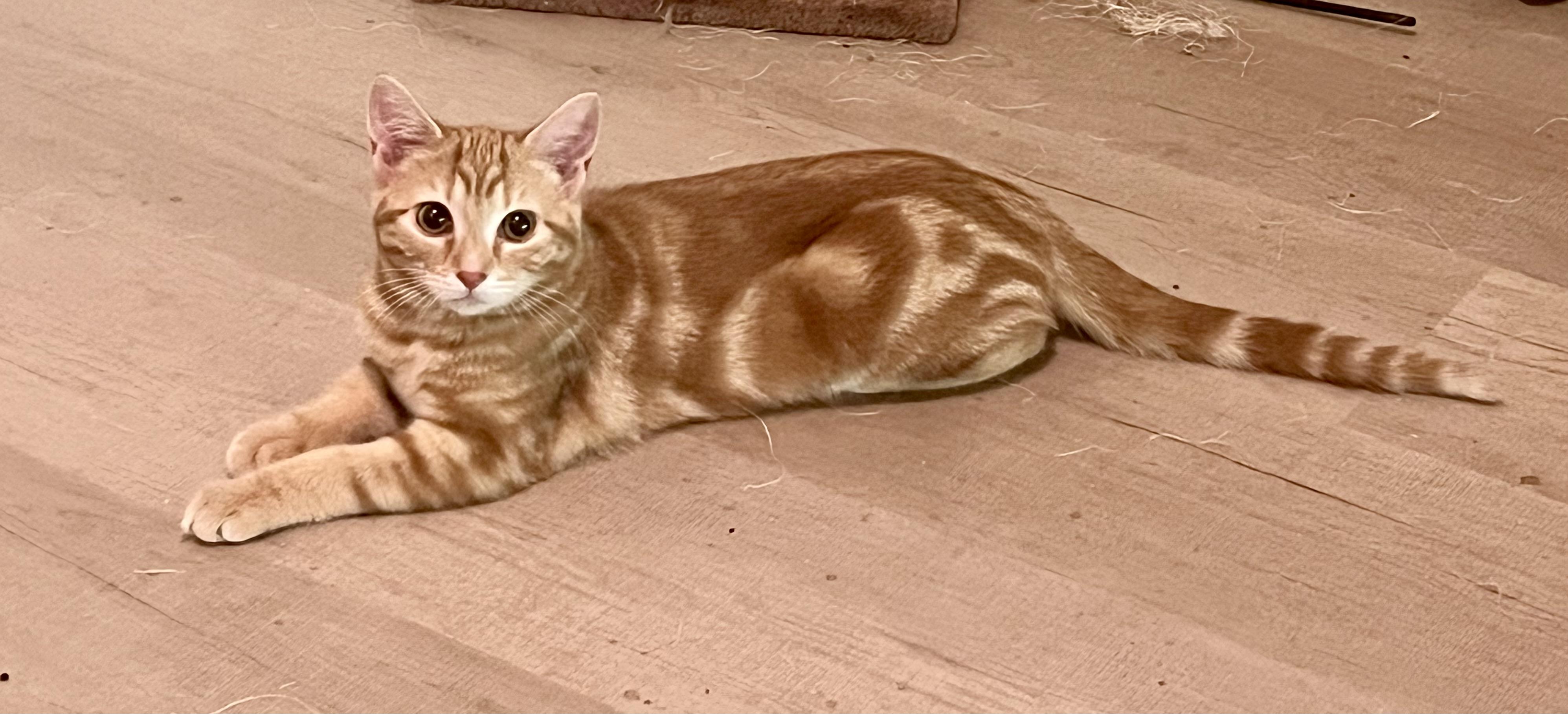 Peanut, Adoptable, Young Female Tabby.