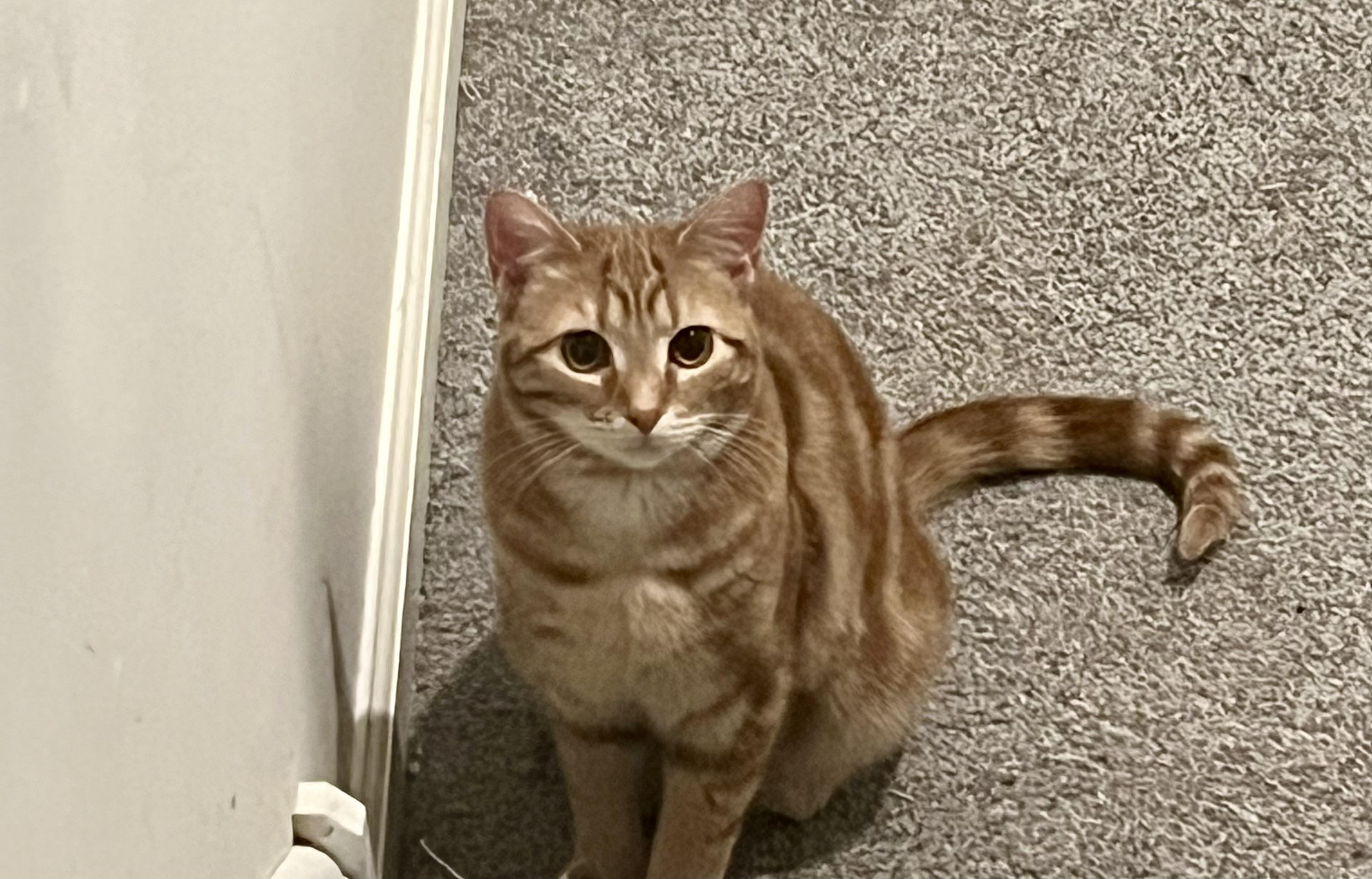 Enlarge Peanut, a Adoptable Tabby in Avondale, PA image 4/4