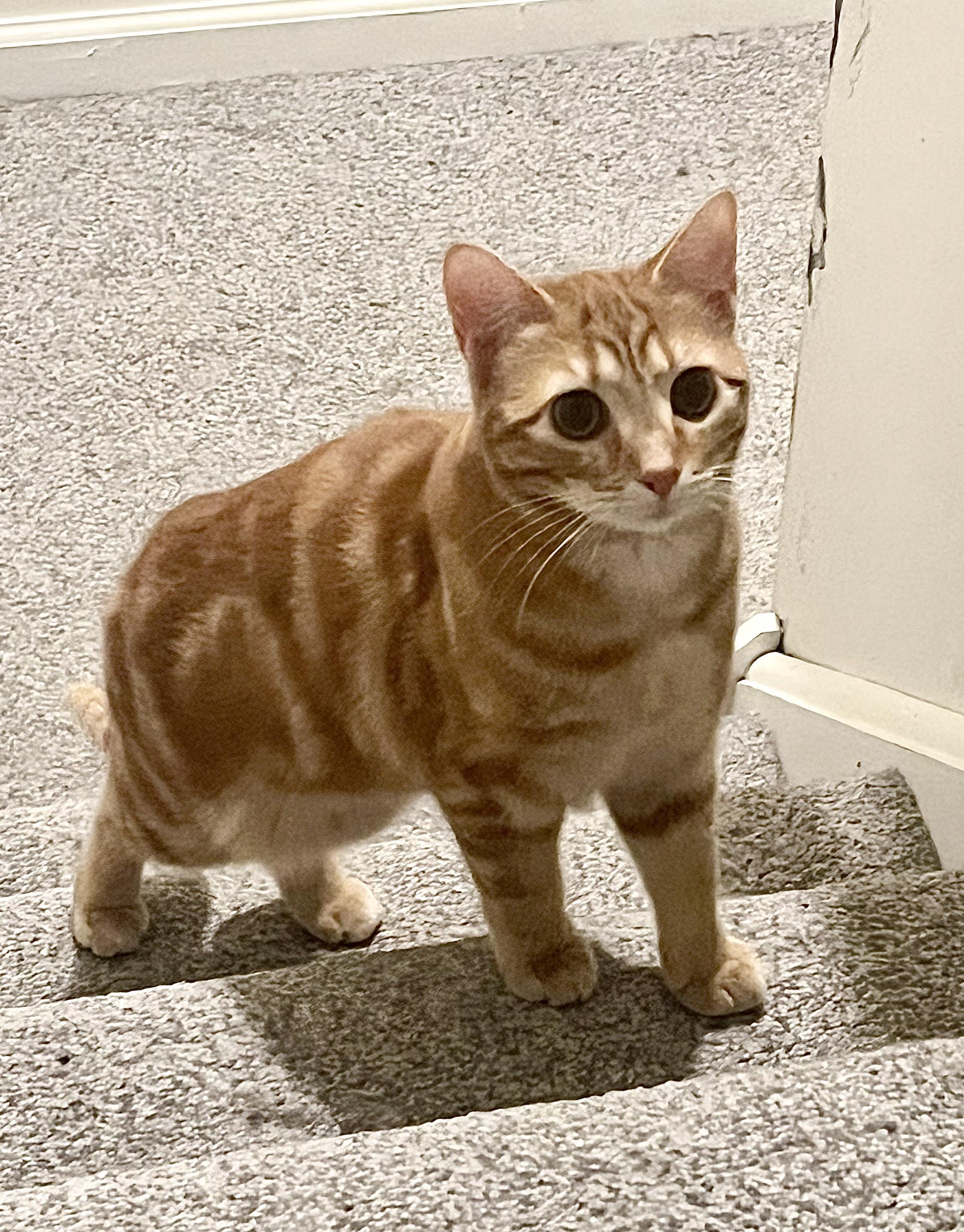 Enlarge Peanut, a Adoptable Tabby in Avondale, PA image 1/4