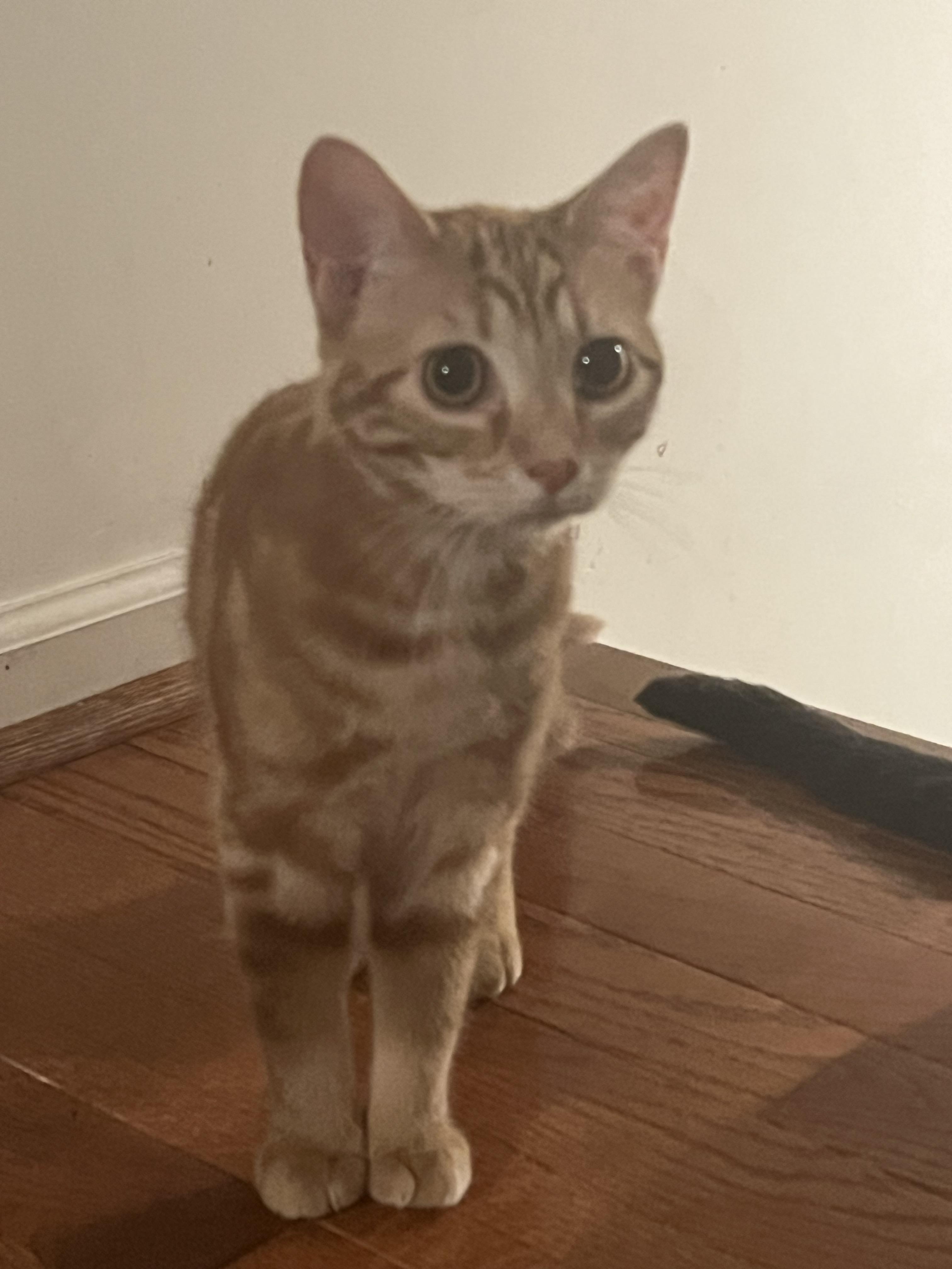 Peanut, a Adoptable Tabby in Avondale, PA image 2/3