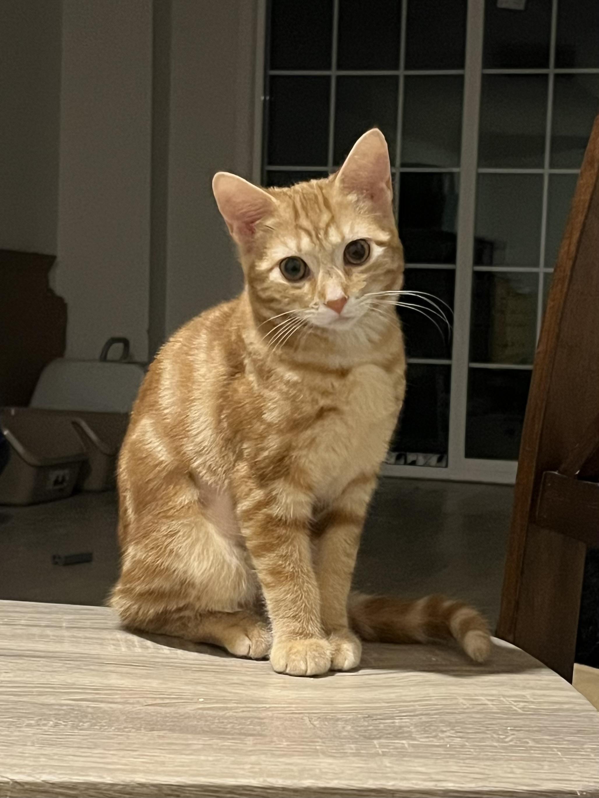 Peanut, a Adoptable Tabby in Avondale, PA image 2/2