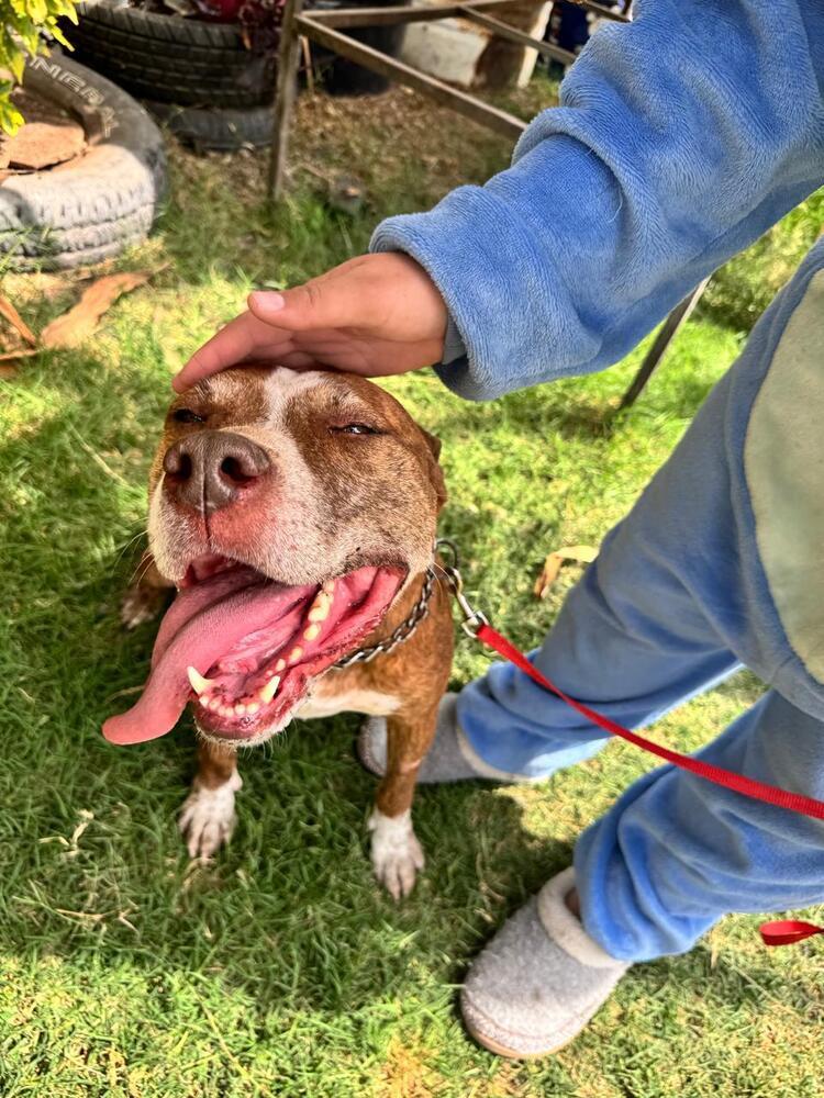 ROCCO, Adoptable, Adult Male American Staffordshire Terrier.