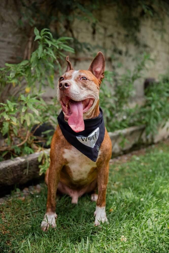 ROCCO, Adoptable, Adult Male American Staffordshire Terrier.