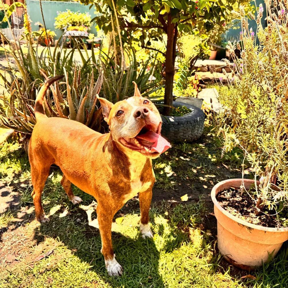 ROCCO, Adoptable, Adult Male American Staffordshire Terrier.