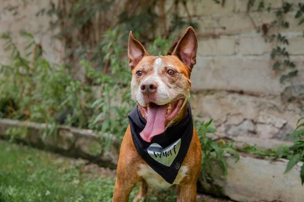 Enlarge ROCCO, a Adoptable mixed breed in Langley, BC image 3/6