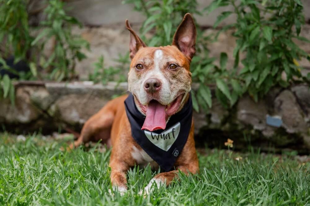 Enlarge ROCCO, a Adoptable mixed breed in Langley, BC image 4/6
