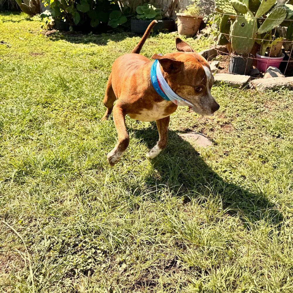 ROCCO, a Adoptable mixed breed in Langley, BC image 2/6