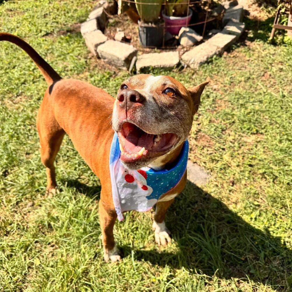 ROCCO, a Adoptable mixed breed in Langley, BC image 3/6