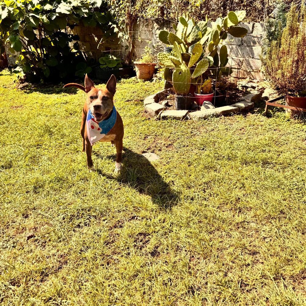 ROCCO, a Adoptable mixed breed in Langley, BC image 5/6