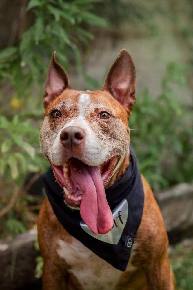Enlarge ROCCO, a Adoptable mixed breed in Langley, BC image 5/6