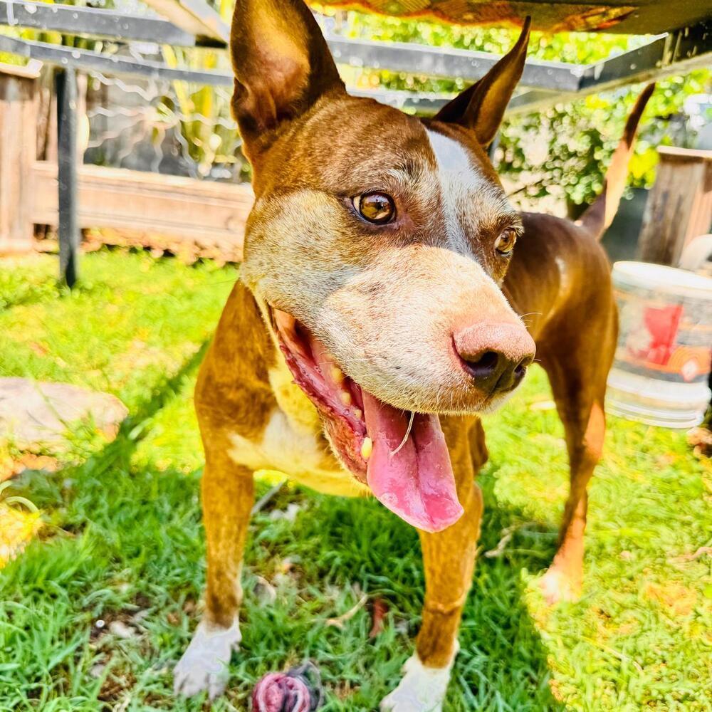 Enlarge ROCCO, a Adoptable mixed breed in Langley, BC image 6/6