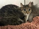 Delilah, ADOPTABLE, Adult Female Domestic Short Hair.