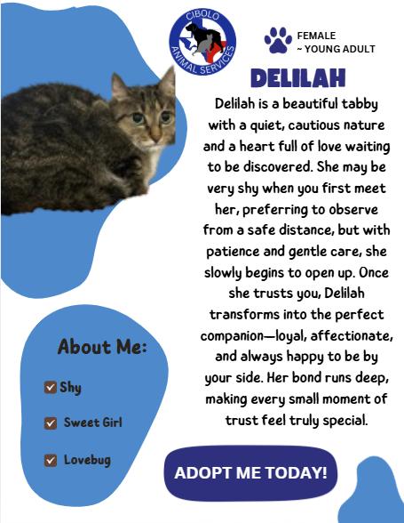 Enlarge Delilah, a ADOPTABLE Domestic Short Hair in Cibolo, TX image 2/2