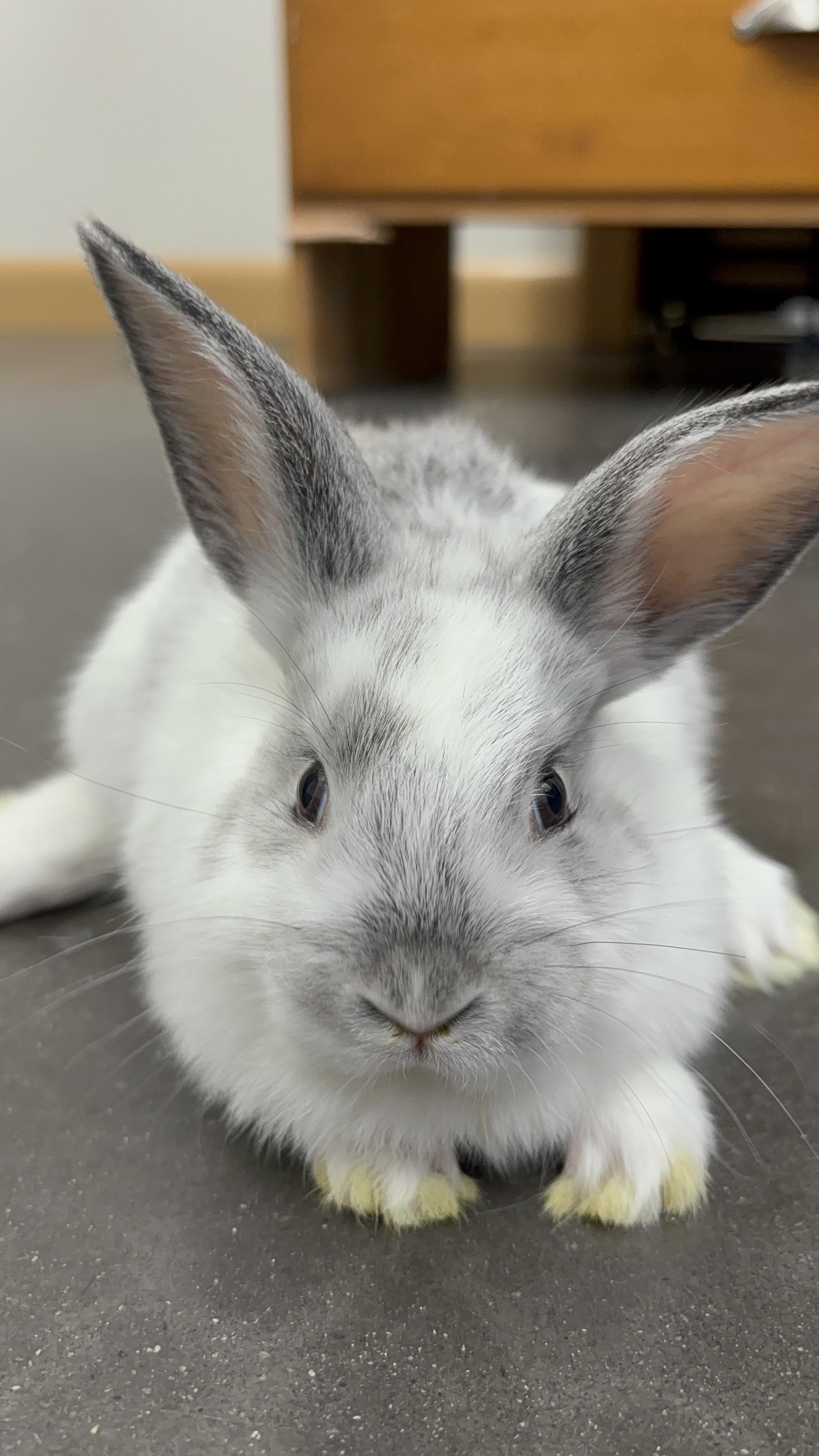 Elowyn, Adopted, Baby Female Flemish Giant & Rex.