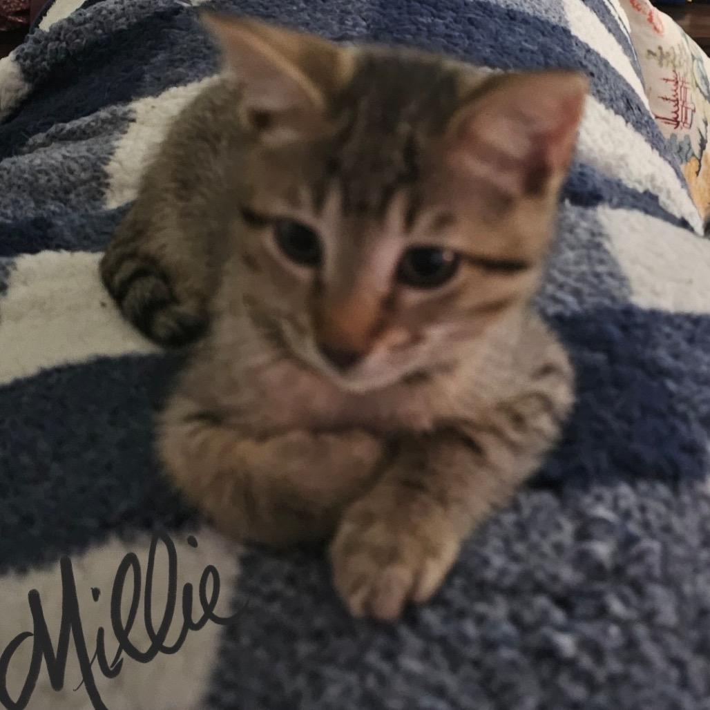 Enlarge Millie, a Adoptable Domestic Short Hair in Baytown, TX image 1/5