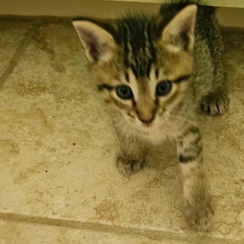 Enlarge Millie, a Adoptable Domestic Short Hair in Baytown, TX image 2/5