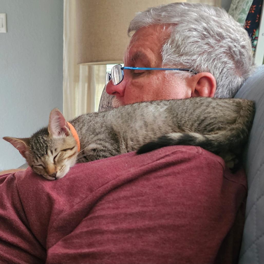 Enlarge Millie, a Adoptable Domestic Short Hair in Baytown, TX image 3/5