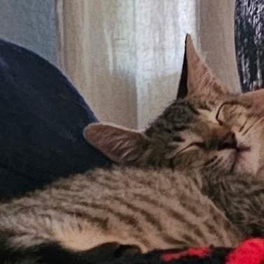 Enlarge Millie, a Adoptable Domestic Short Hair in Baytown, TX image 5/5