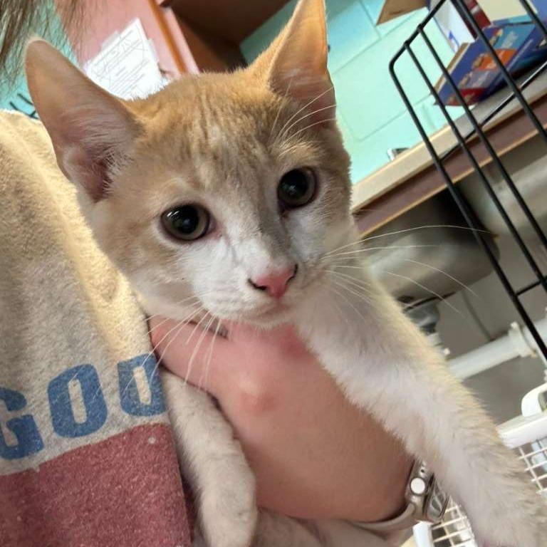 Enlarge Nemo, a Adoptable Domestic Short Hair in Gadsden, AL image 1/1