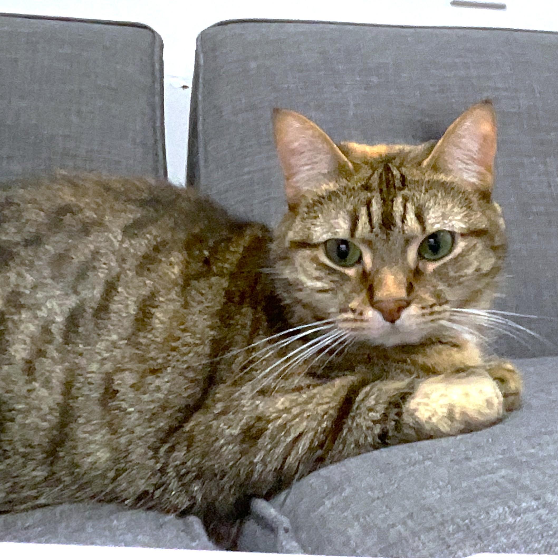Enlarge MAGNIFICENT MAYA, a Adoptable Bengal in Danbury, CT image 2/6