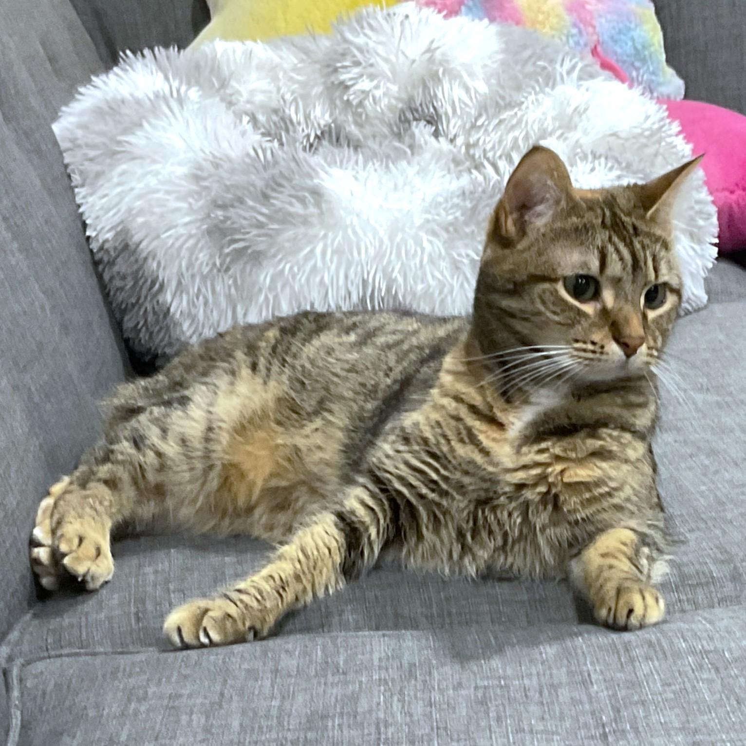 Enlarge MAGNIFICENT MAYA, a Adoptable Bengal in Danbury, CT image 1/6