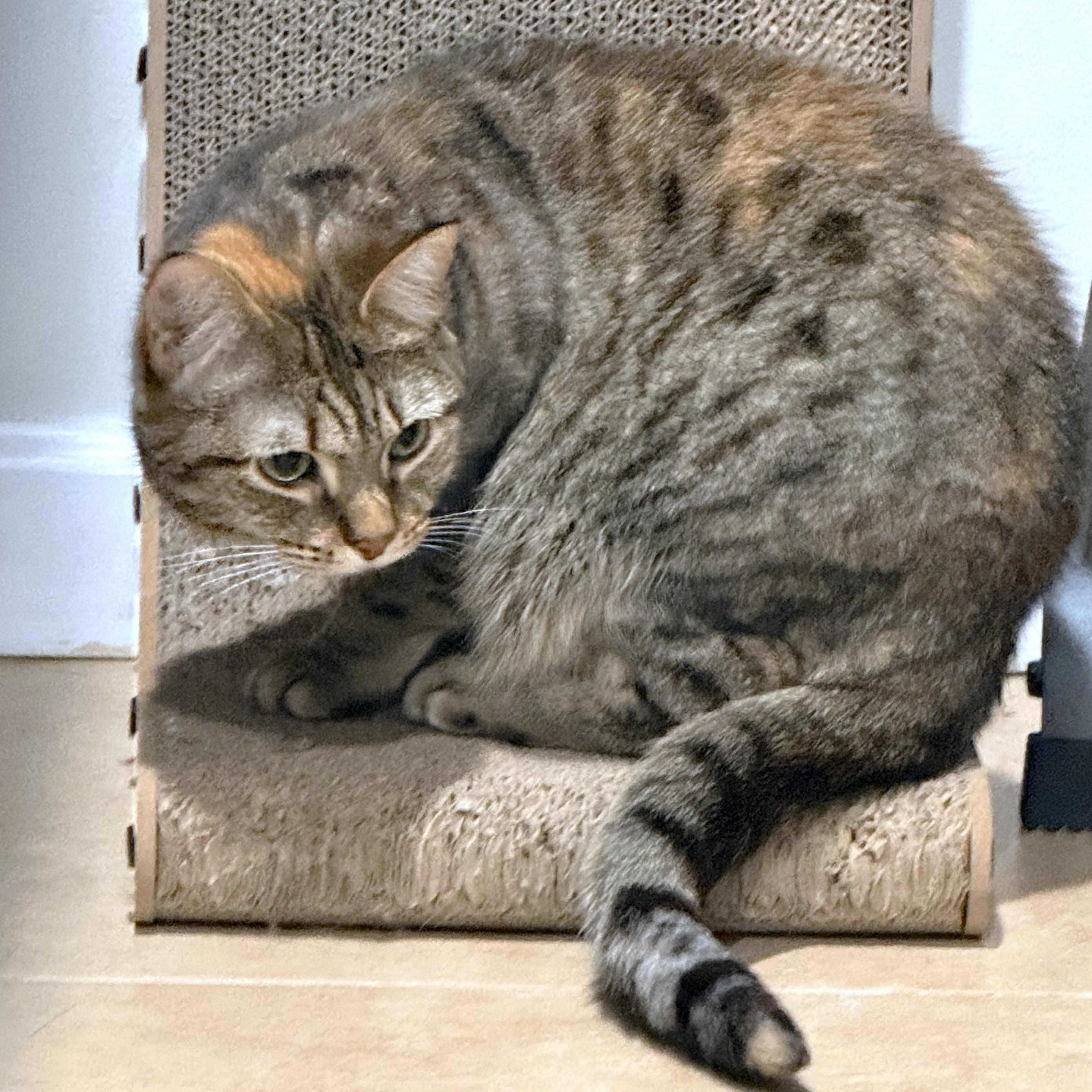 Enlarge MAGNIFICENT MAYA, a Adoptable Bengal in Danbury, CT image 6/6