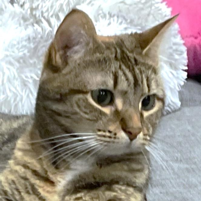 Enlarge MAGNIFICENT MAYA, a Adoptable Bengal in Danbury, CT image 4/6