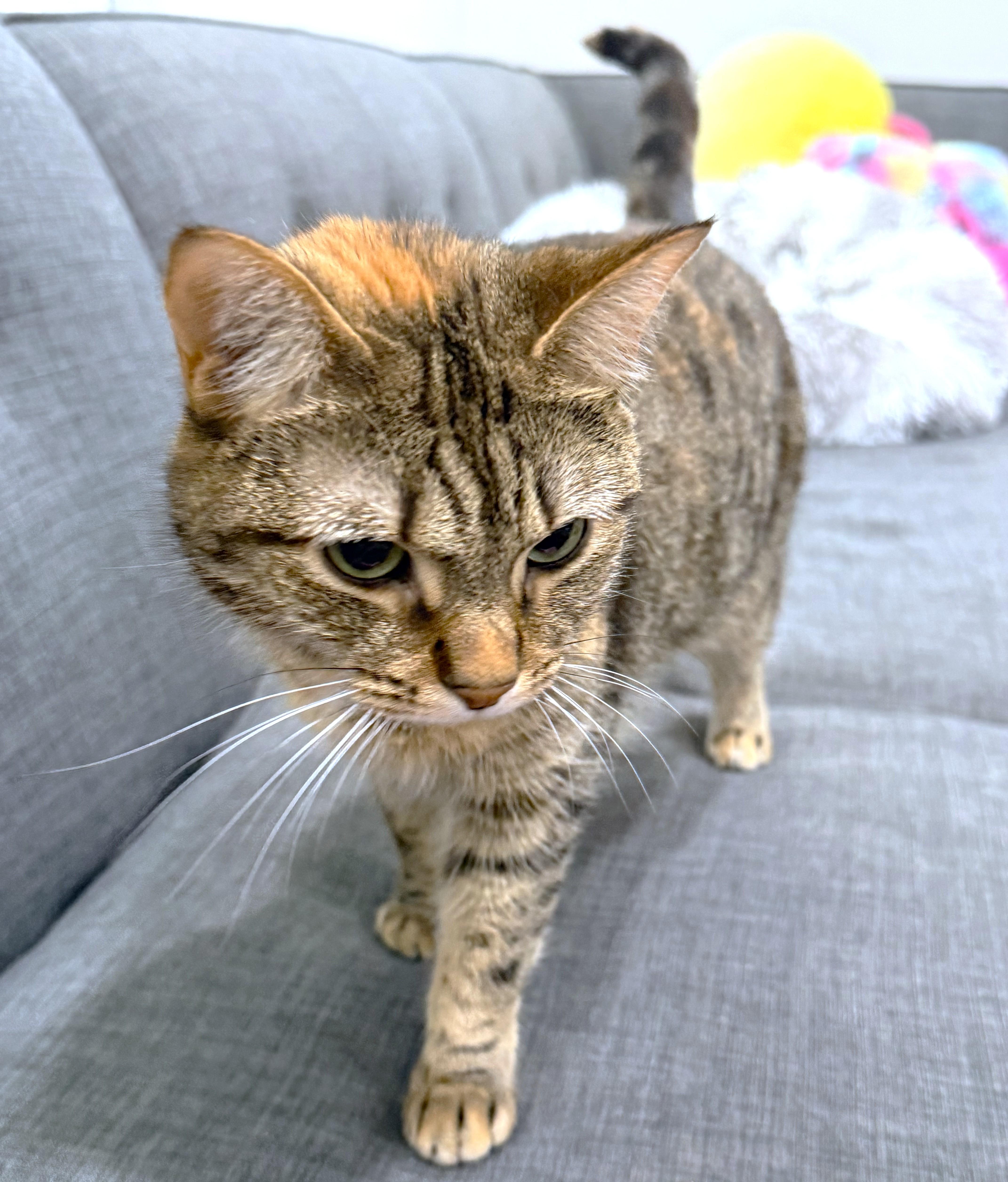 Enlarge MAGNIFICENT MAYA, a Adoptable Bengal in Danbury, CT image 5/6