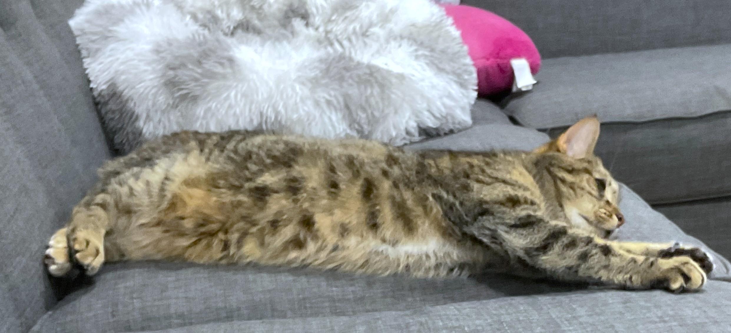 Enlarge MAGNIFICENT MAYA, a Adoptable Bengal in Danbury, CT image 3/6