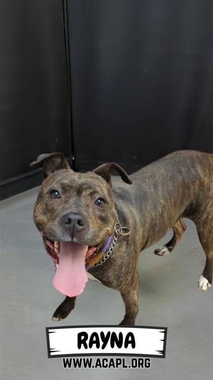 Enlarge Rayna, a Adoptable mixed breed in Ashtabula, OH image 1/3