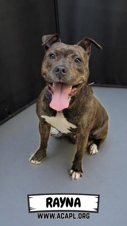 Enlarge Rayna, a Adoptable mixed breed in Ashtabula, OH image 2/3