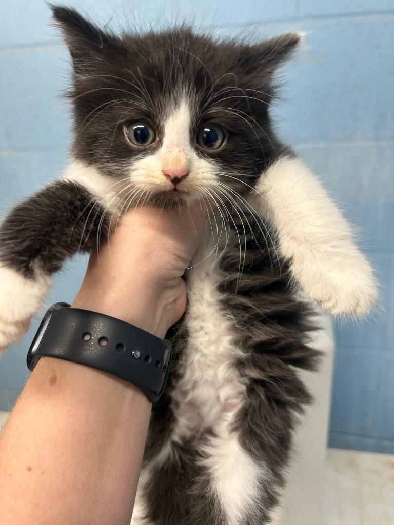 Brooks, Adopted, Kitten Female Domestic Long Hair.