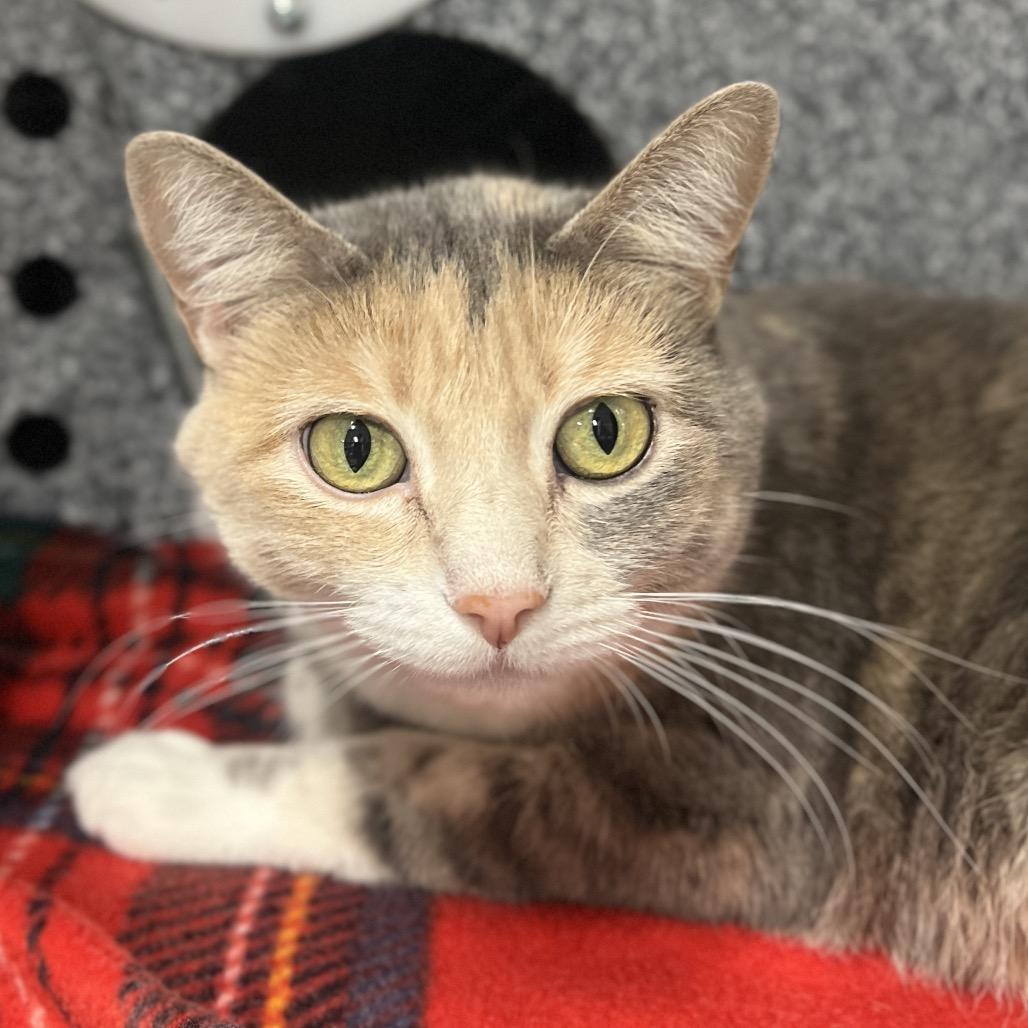 Enlarge Faith, a Adoptable Domestic Short Hair in Salt Lake City, UT image 1/4