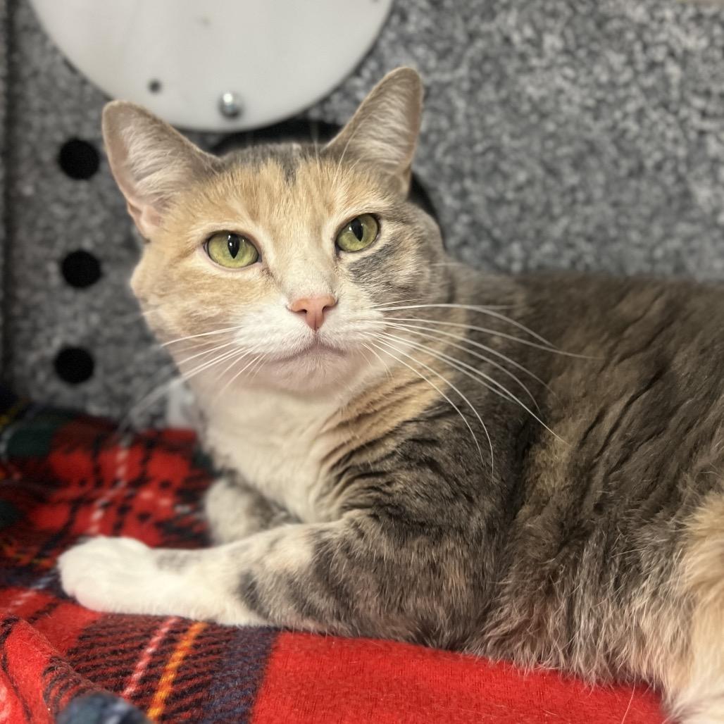Enlarge Faith, a Adoptable Domestic Short Hair in Salt Lake City, UT image 2/4