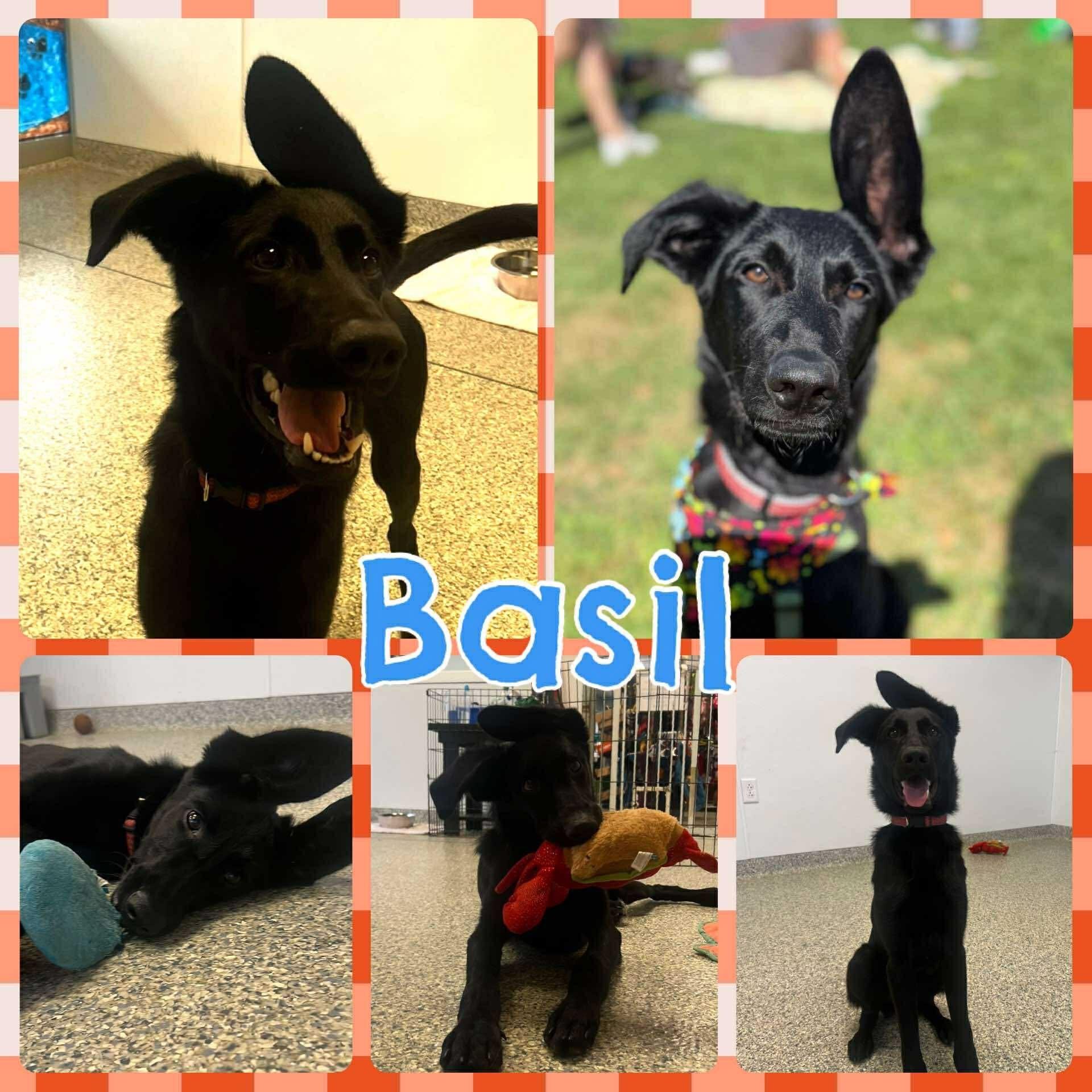 Basil, Adoptable, Puppy Male Shepherd & Flat-Coated Retriever.