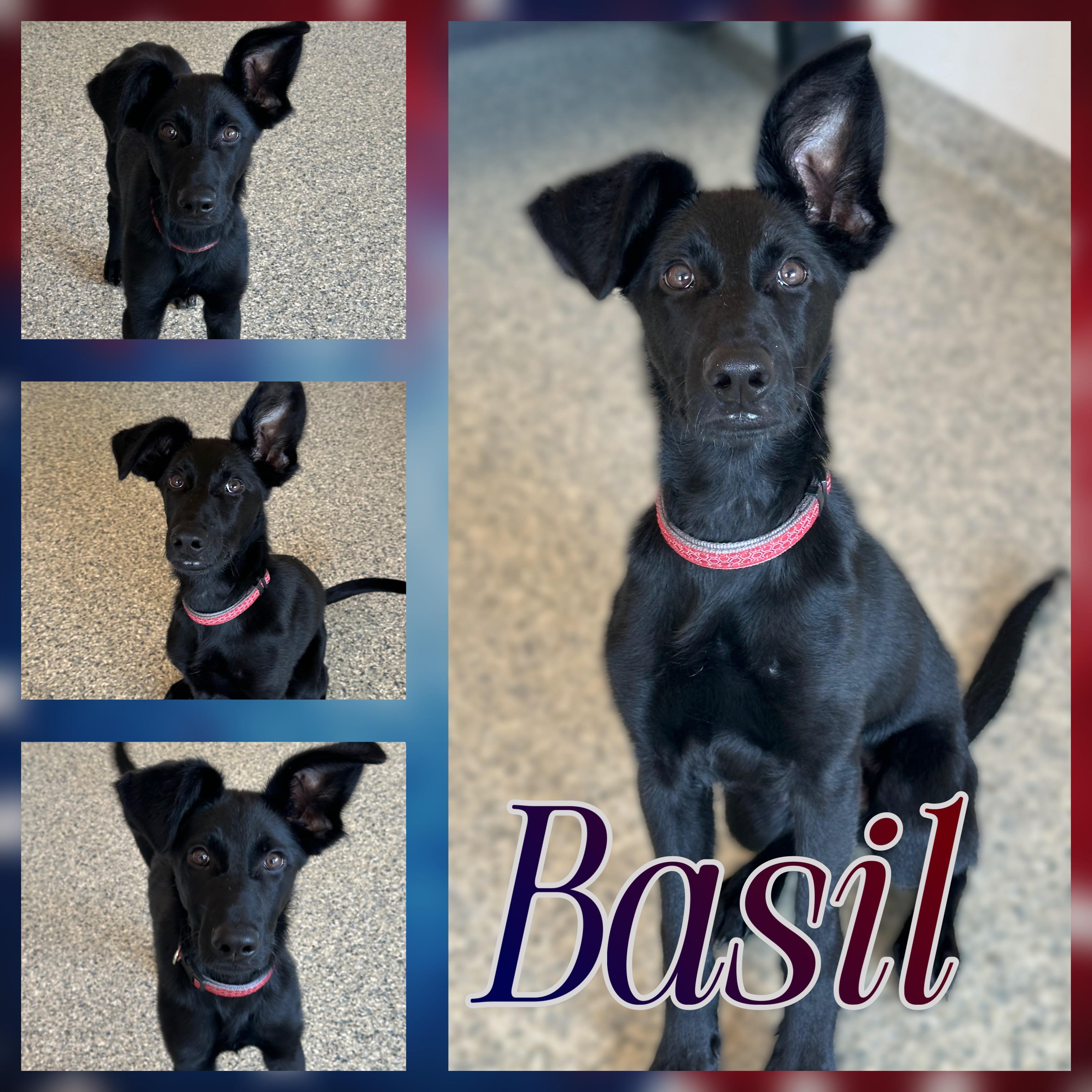 Enlarge Basil, a Adoptable mixed breed in Hatfield, PA image 2/3