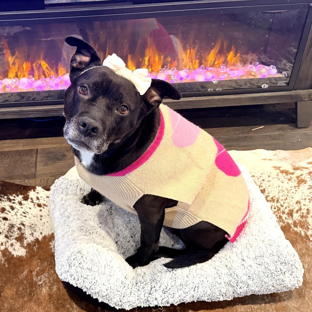 Wendy, Adoptable, Senior Female Labrador Retriever & Pit Bull Terrier.