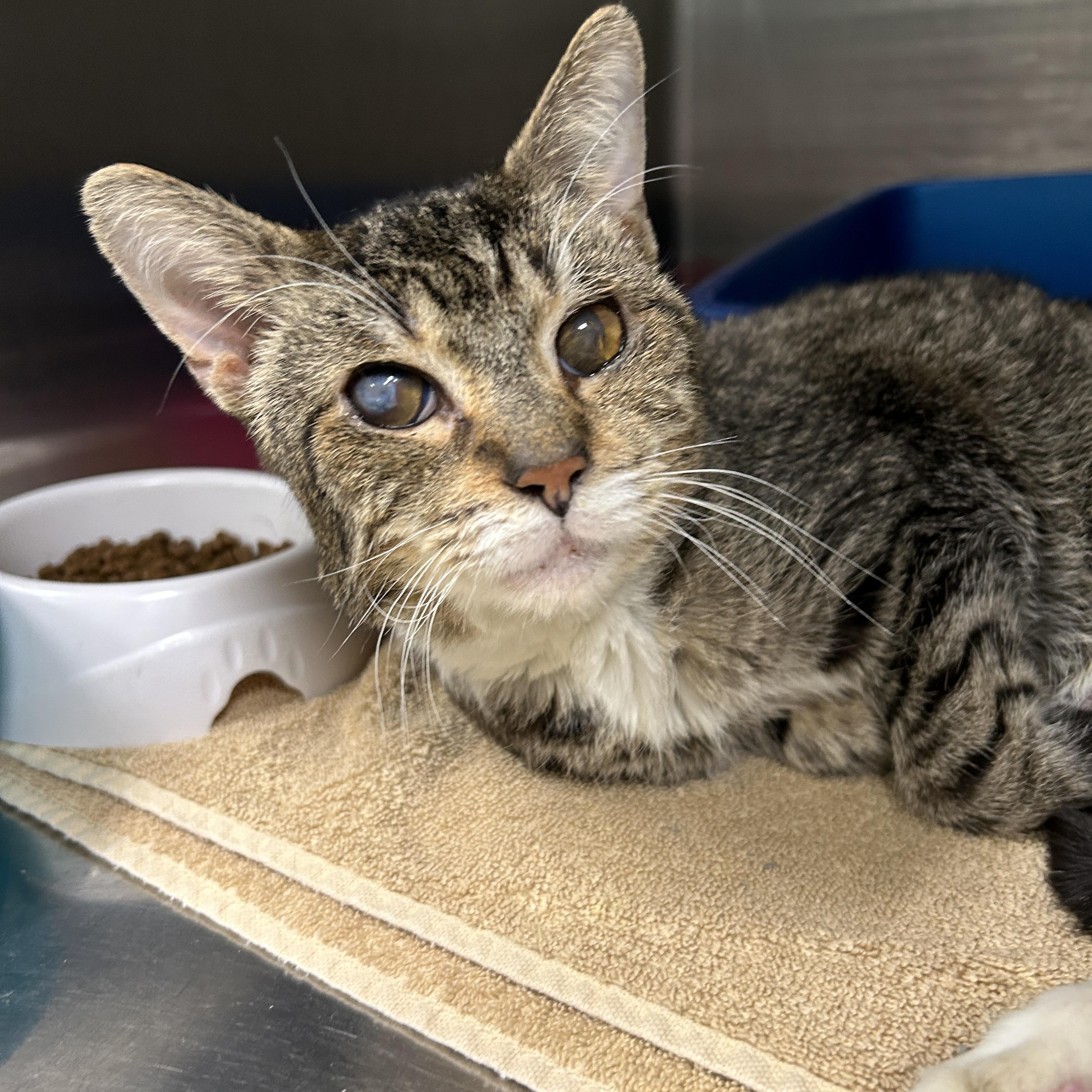 Enlarge Henry Lee, a Adoptable Domestic Short Hair in La Grange Park, IL image 1/4