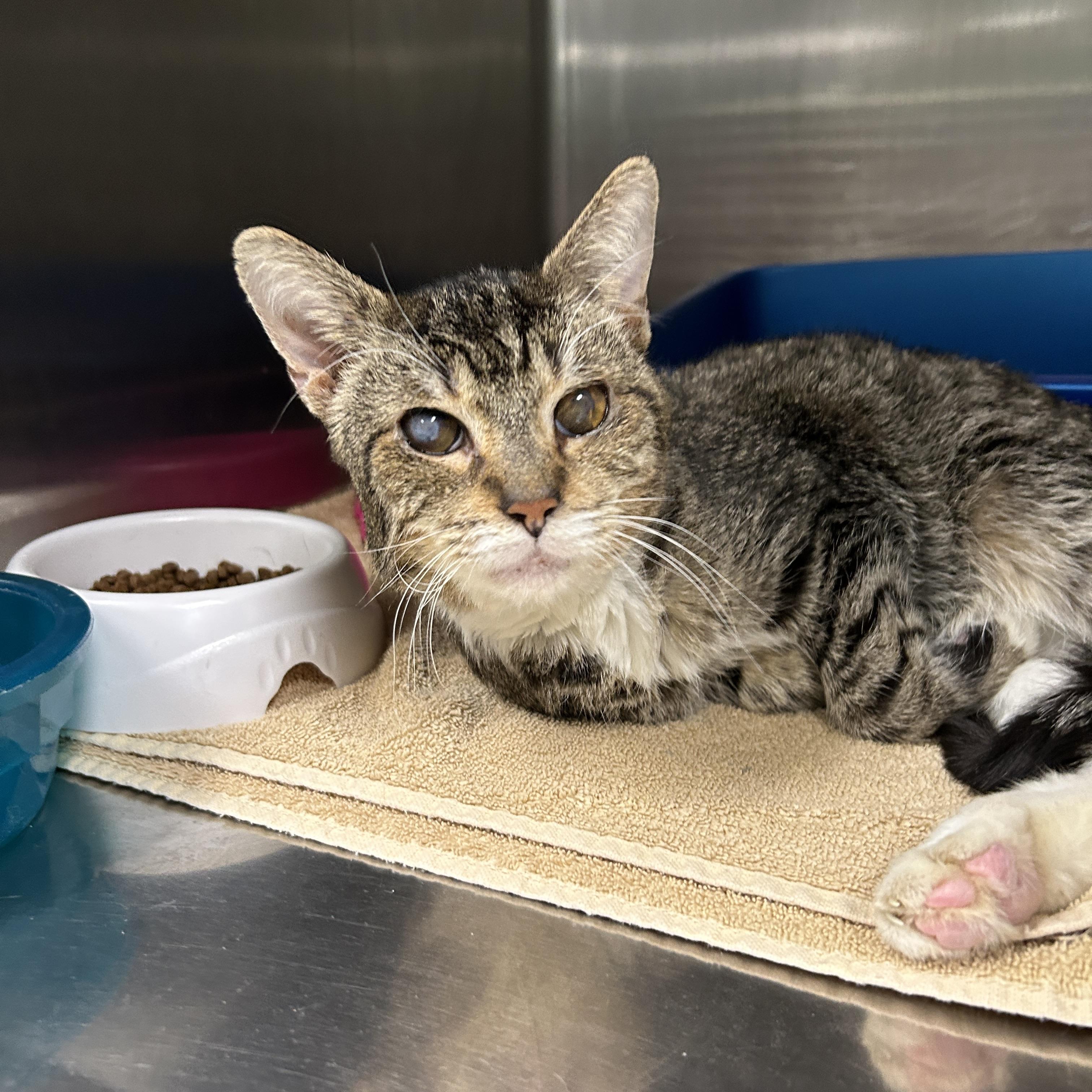 Enlarge Henry Lee, a Adoptable Domestic Short Hair in La Grange Park, IL image 2/4