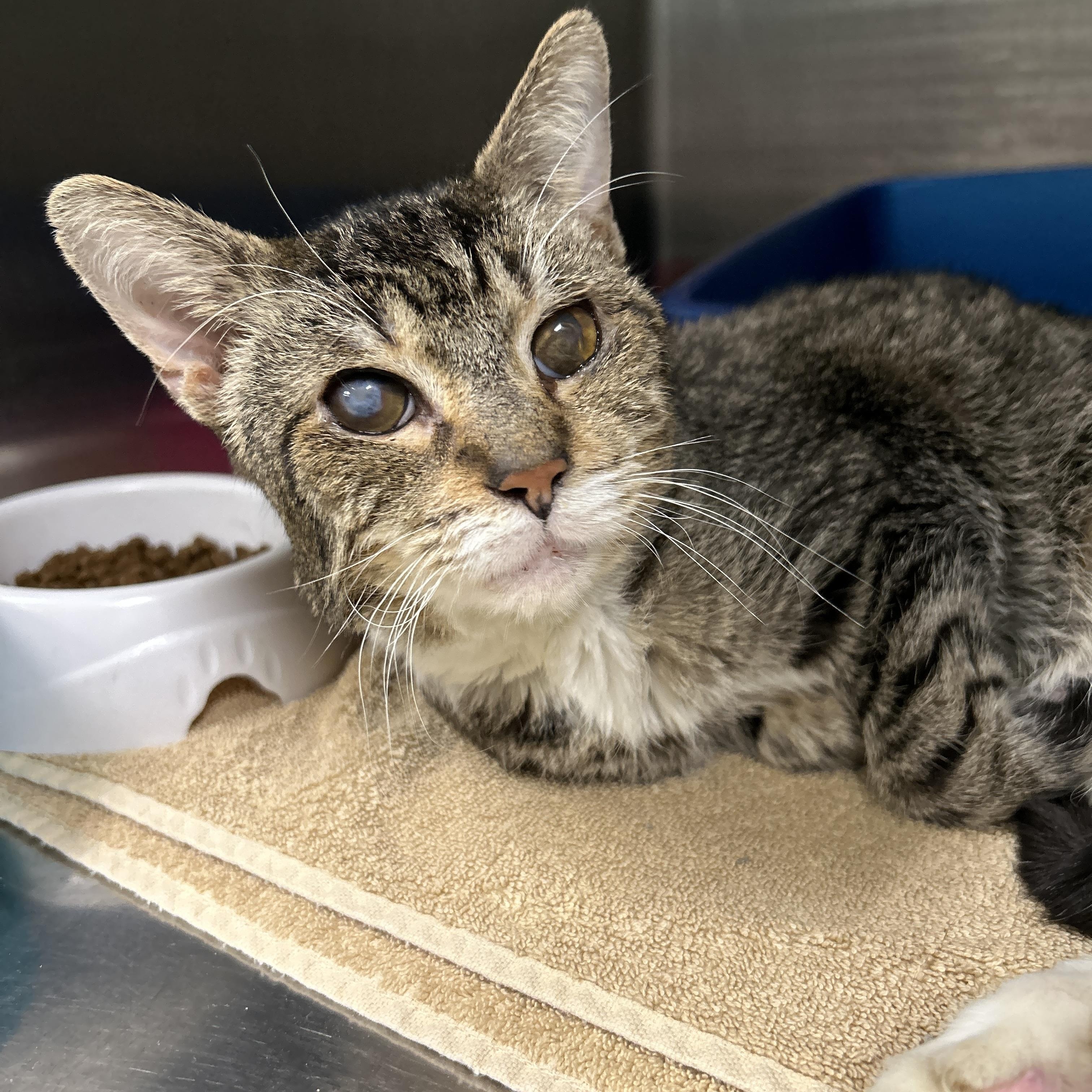 Enlarge Henry Lee, a Adoptable Domestic Short Hair in La Grange Park, IL image 3/4