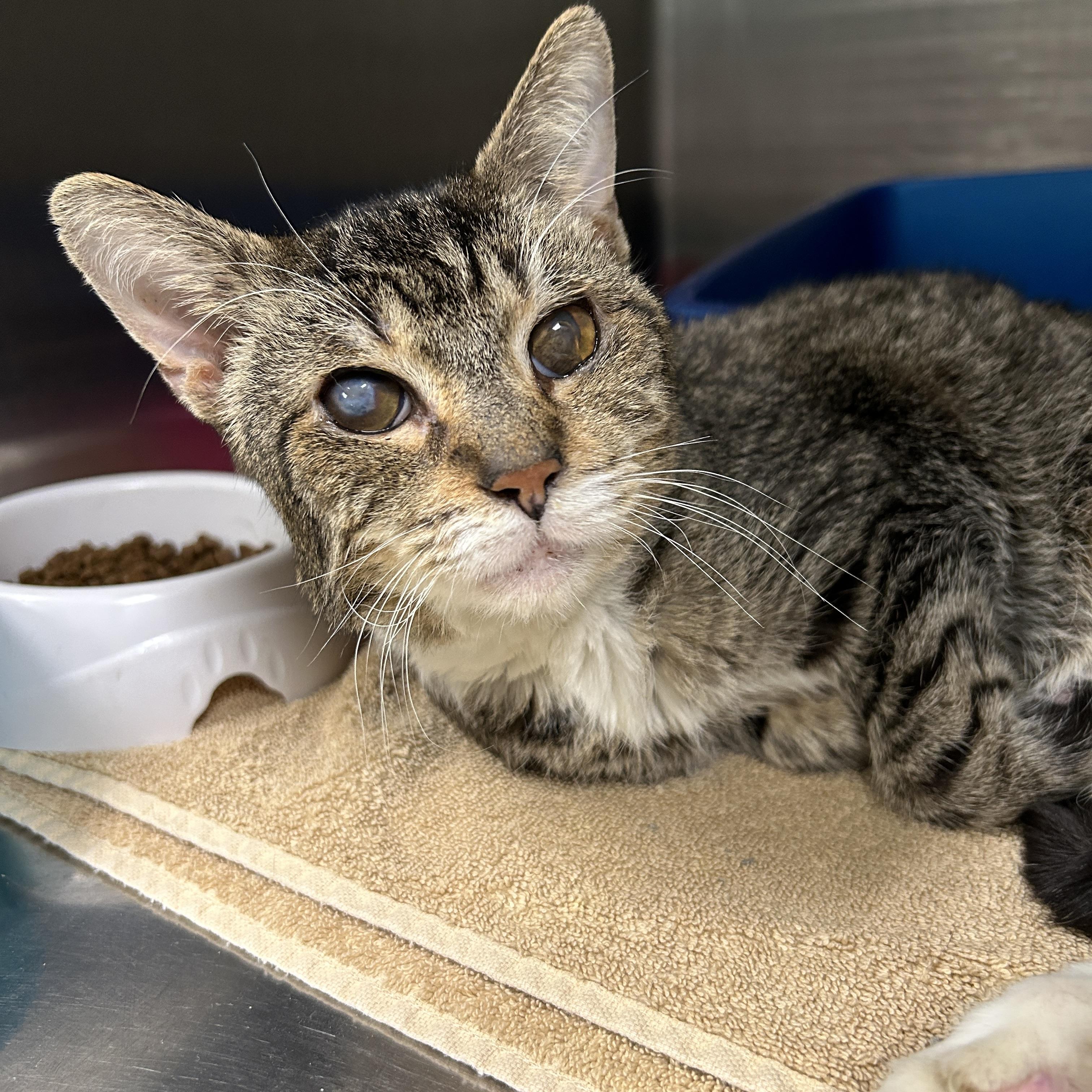 Enlarge Henry Lee, a Adoptable Domestic Short Hair in La Grange Park, IL image 4/4