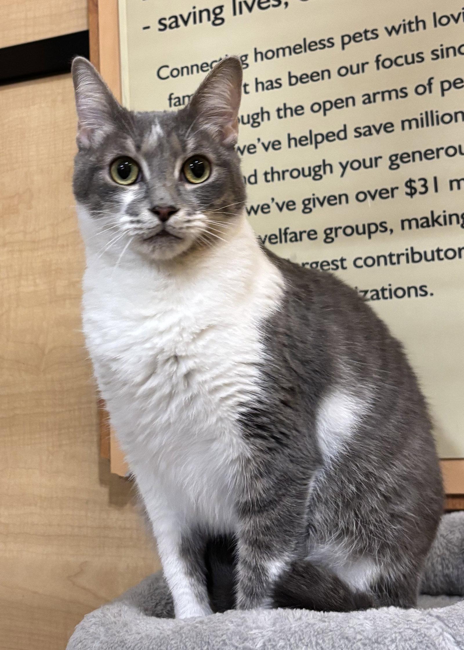 Enlarge Grey Girl 5.1.24, a Adoptable Domestic Short Hair in Apopka, FL image 1/2