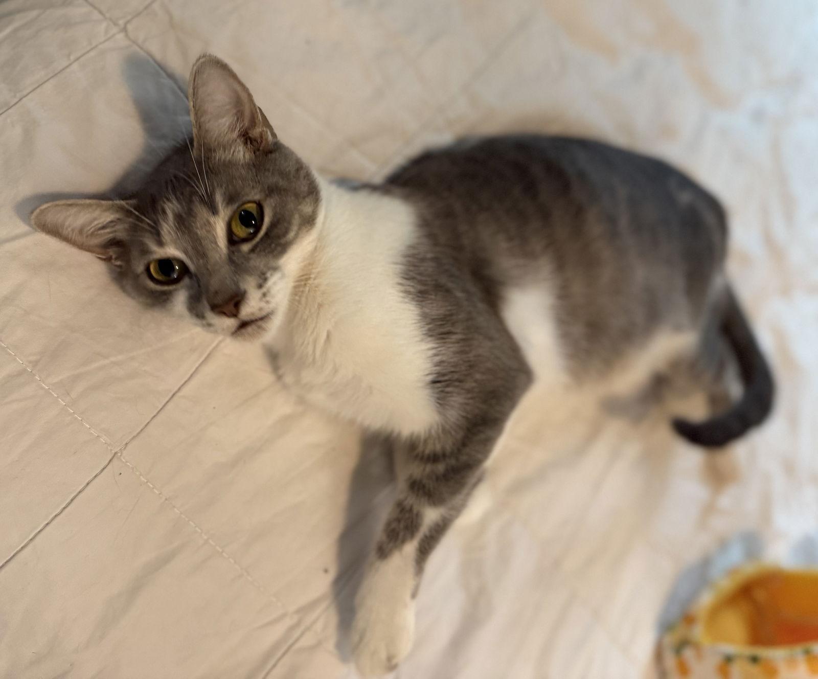 Grey Girl 5.1.24, Adoptable, Adult Female Domestic Short Hair.